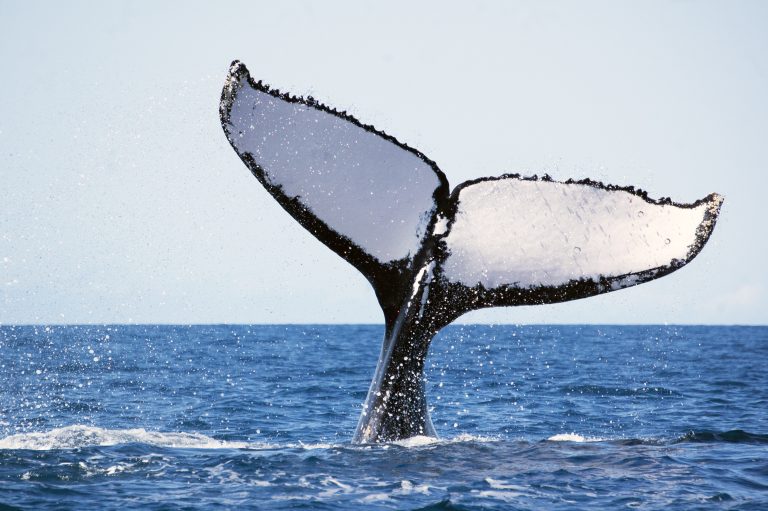 Baleine